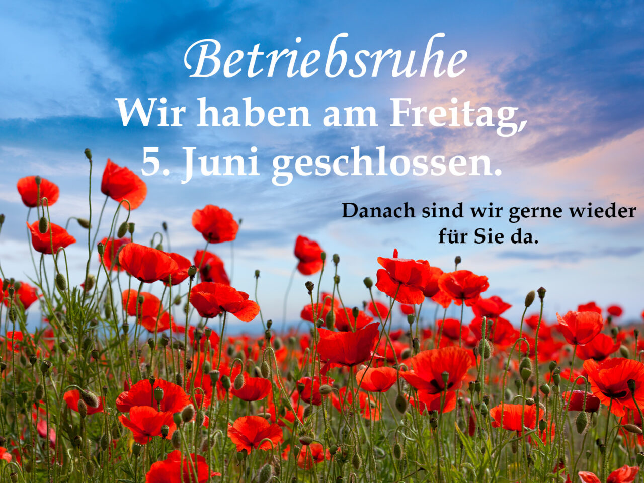 Betriebsruhe am Freitag, 5. Juni. Ein Feld mit roten Mohnblumen.
